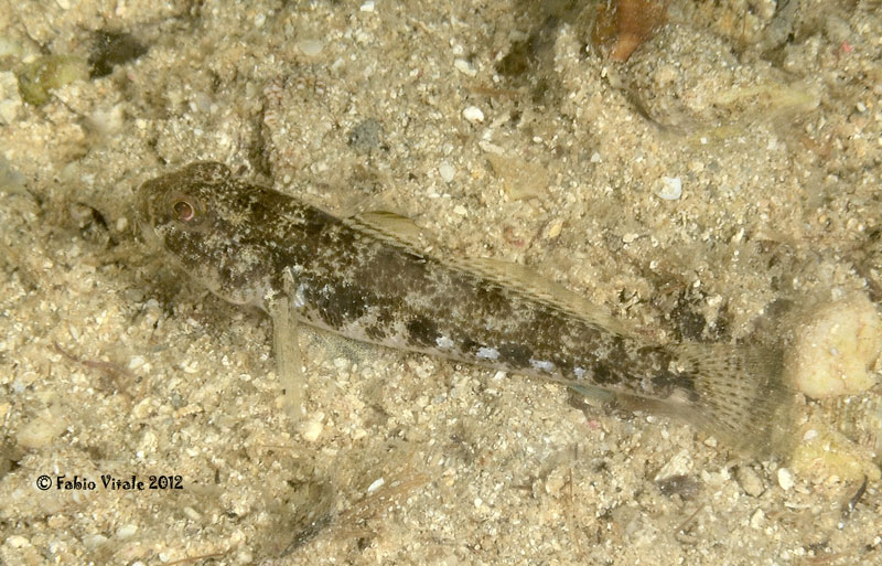 Gobius niger